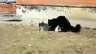 Animals Mating Animals Funny Cats Mating Cat Breeding