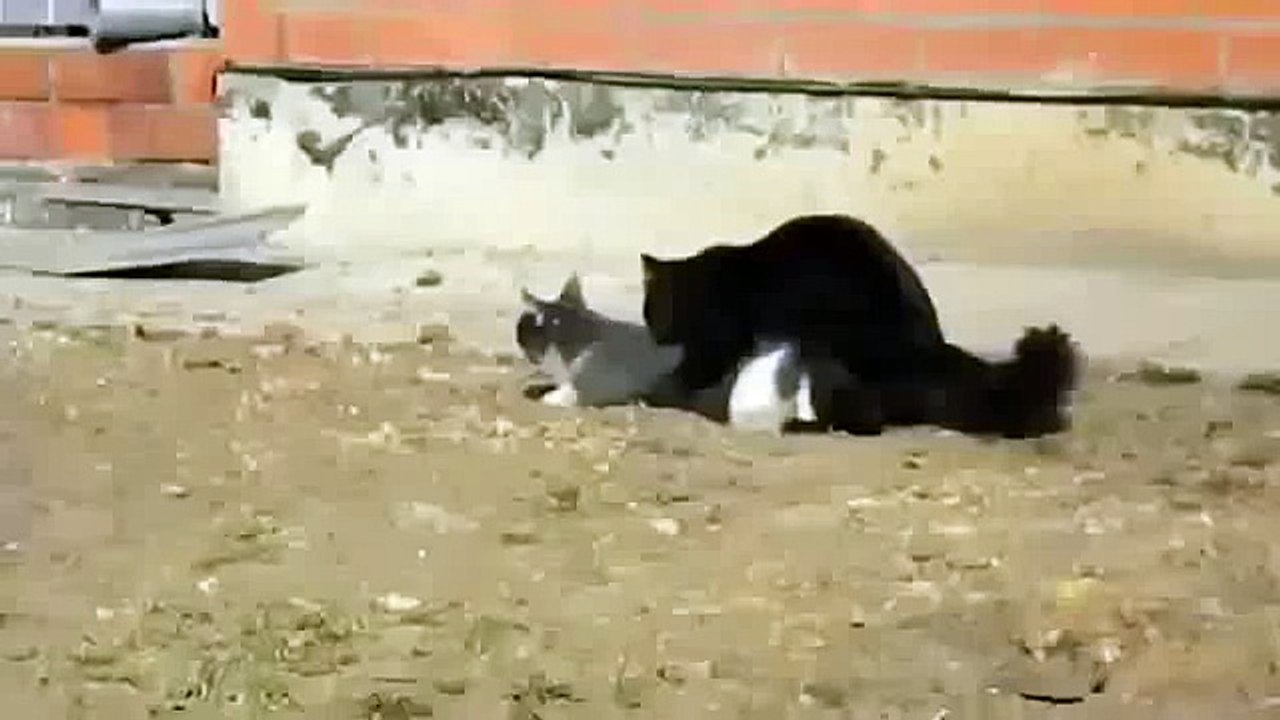Animals Mating Animals Funny Cats Mating Cat Breeding