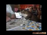 Cats wants owners love funny cats Compilation 2015