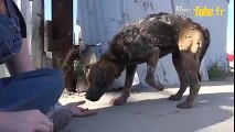 L'incroyable transformation de chiens après un traitement médical !!