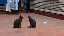 Funny Cat Fight Divertida Pelea de gatos en slow motion low