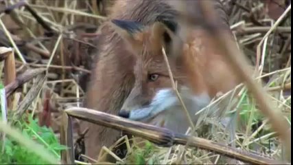 ЛИСИЦА ПРОТИВ КОТА