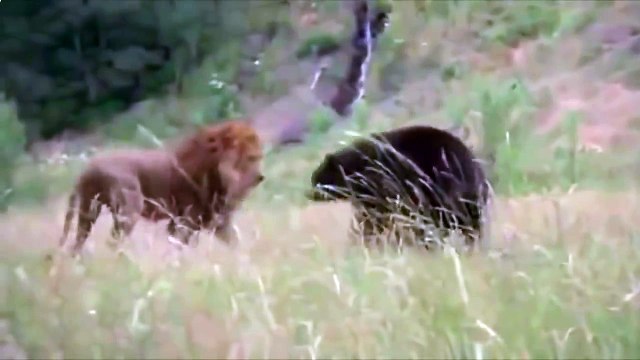 МОЛОДОЙ ГРИЗЛИ ПРОТИВ ЛЬВА,МЕДВЕДЬ VS ЛЕВ