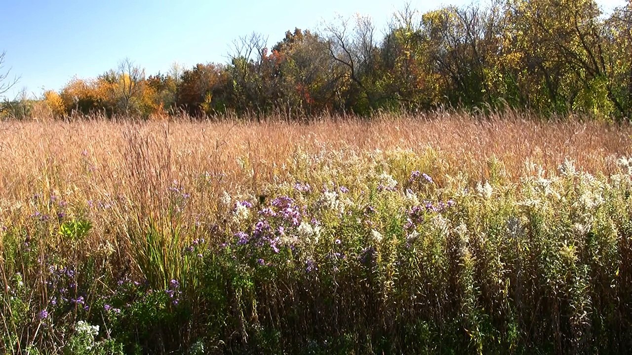 Waving Purple Flowers