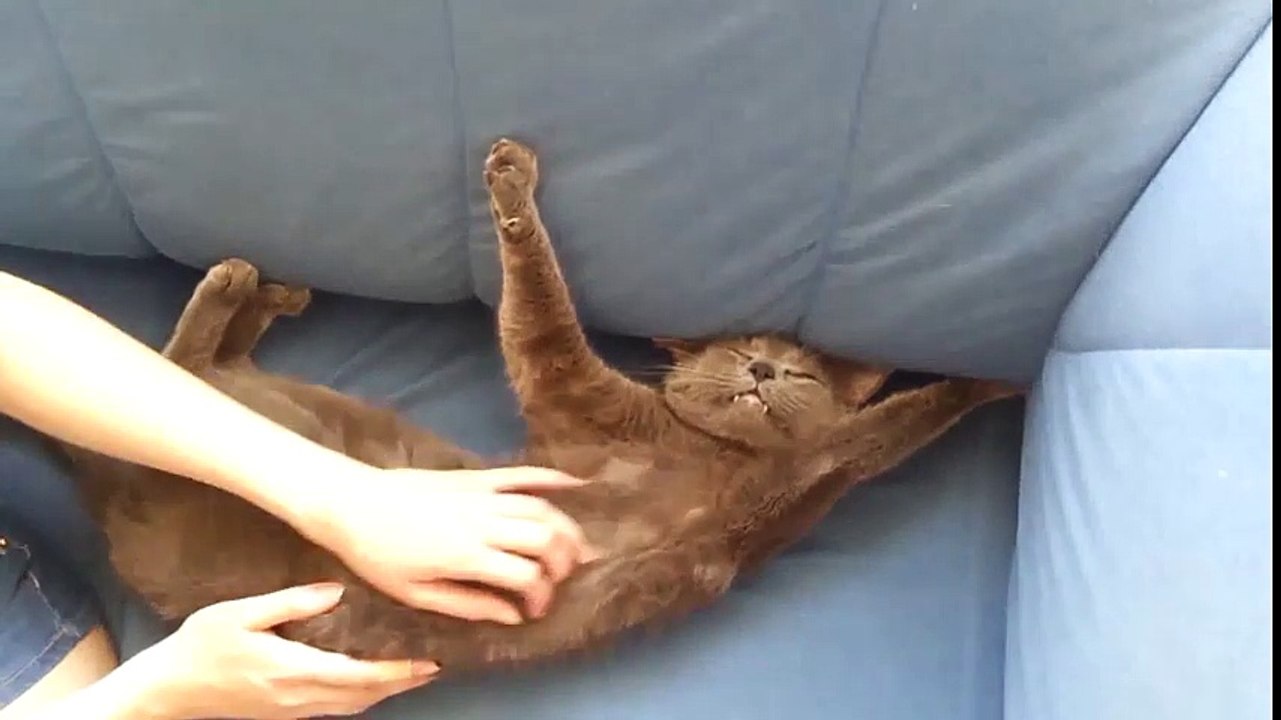 Funny Cats - Fail Compilation, Funny Pranks and Funny Videos Videos - New Funny Video