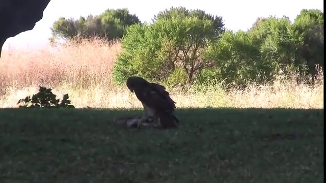 ОРЕЛ АТАКА НА ЗМЕЮ,ЗМЕЯ VS ОРЕЛ