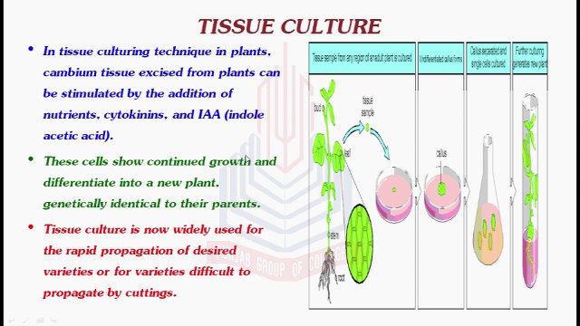 Asexual methods of Reproduction ( Tissue Culture , Cloning & Identical twins )