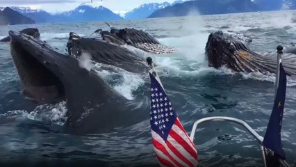 Breaching Whales Surprise Filming Tourist