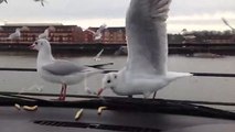 Seagulls fall for chips prank