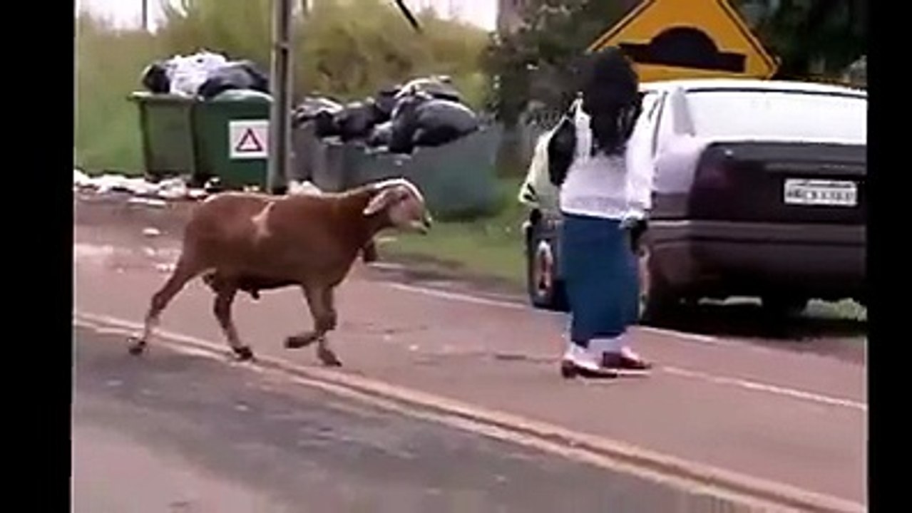 OMG, Funny Animal Attacks