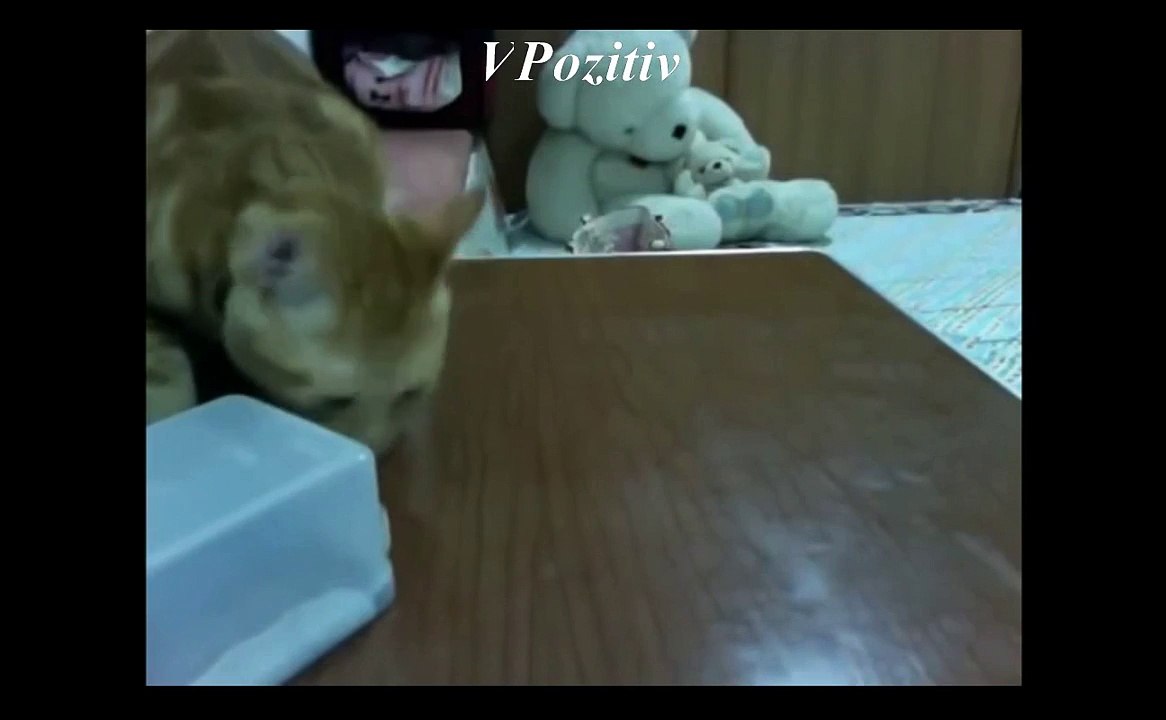 Pozitiv