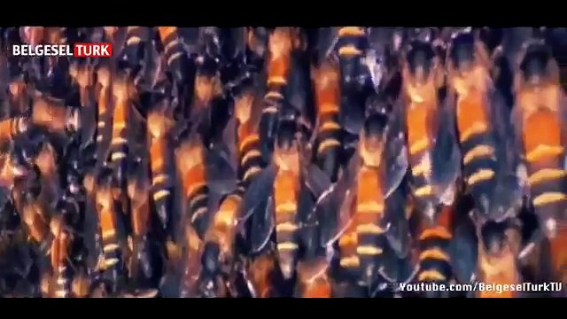 Dünyanın En Zehirli Hayvanları Türkçe HD Belgesel