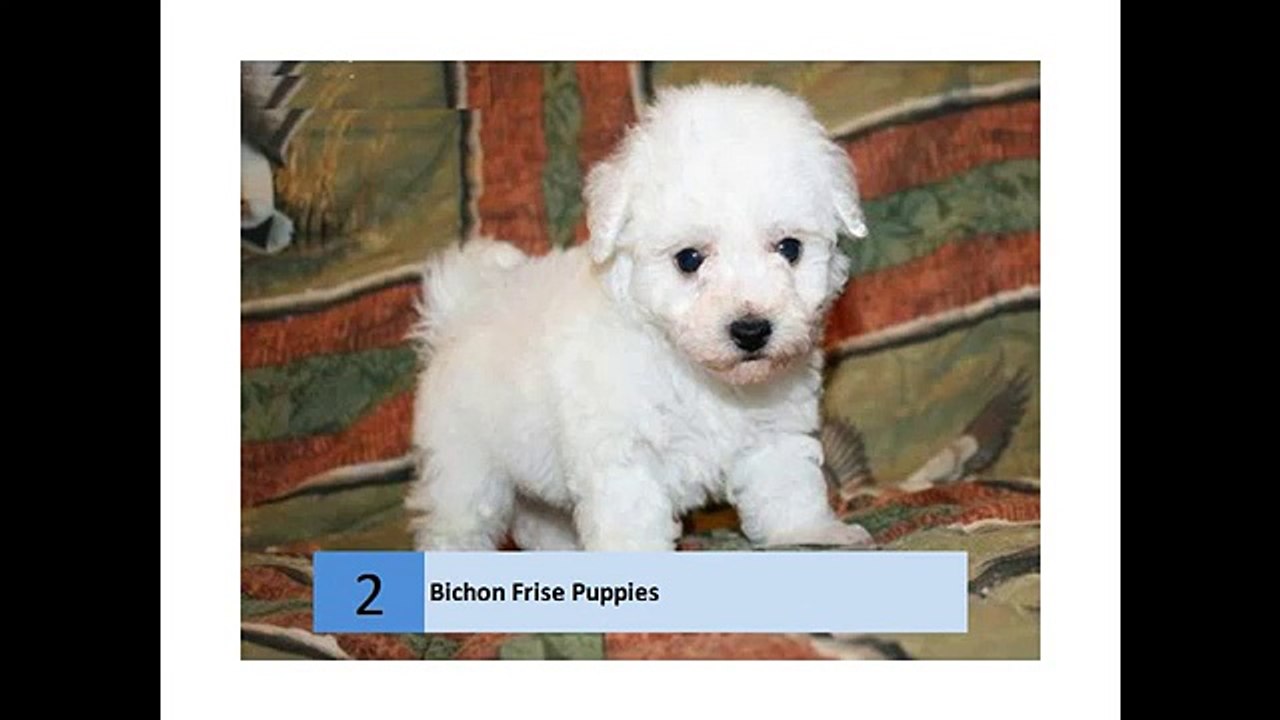 bichon frise puppies