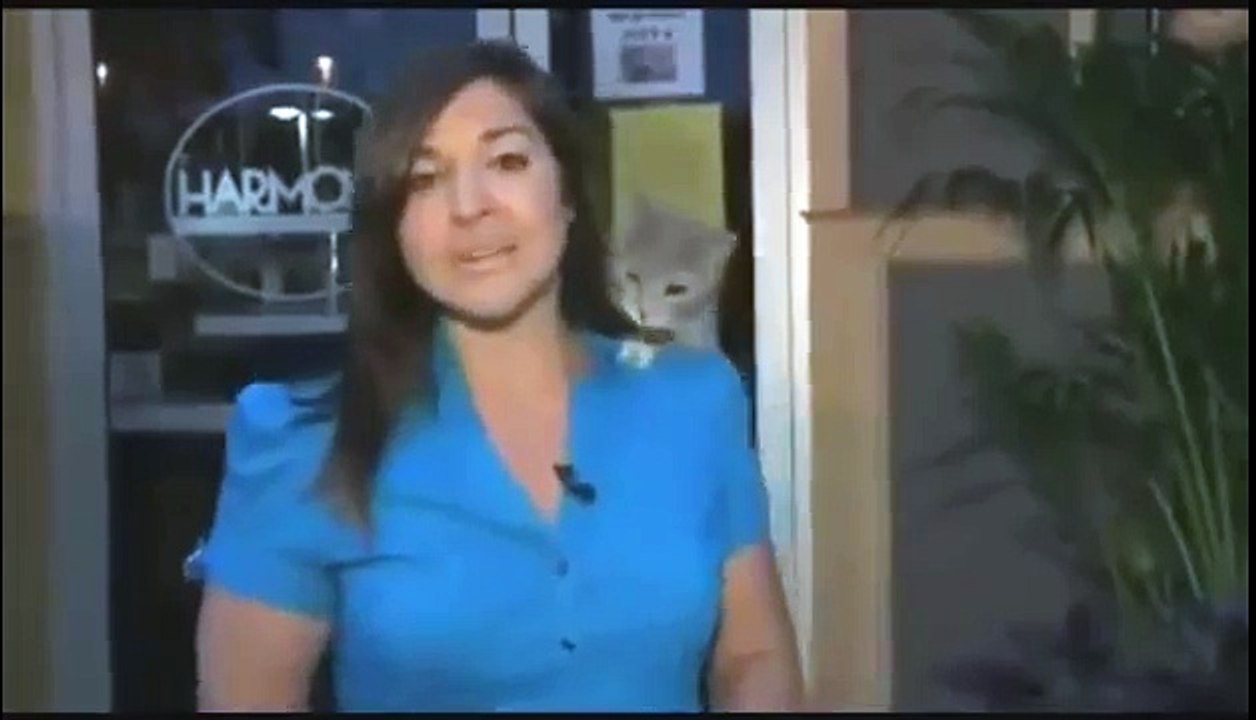 Funniest Cat Video ever   Crazy Kittens Acting Cute and Funny Must see Fails FullHD 1080p (Funny Videos 720p)