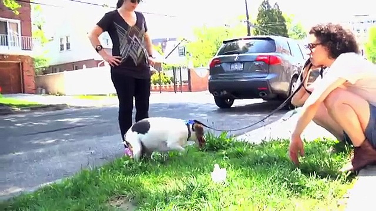 Broad City Ep9 - Dog Sitting