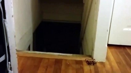 funny cats -scared / en komik kediler - korkmuş