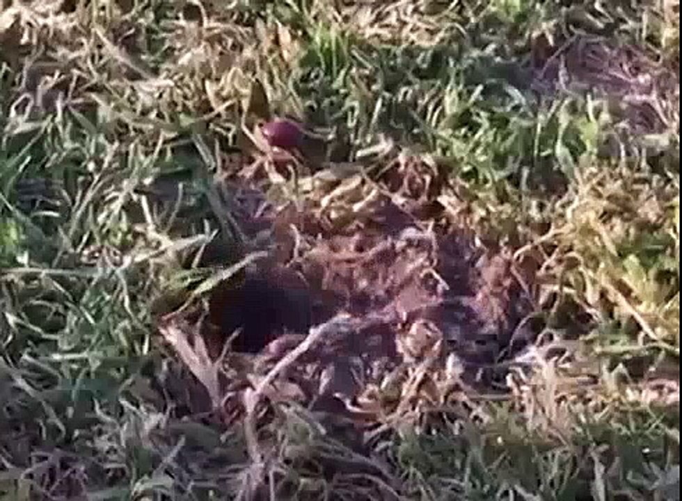 Animals Stealing Candy.flv