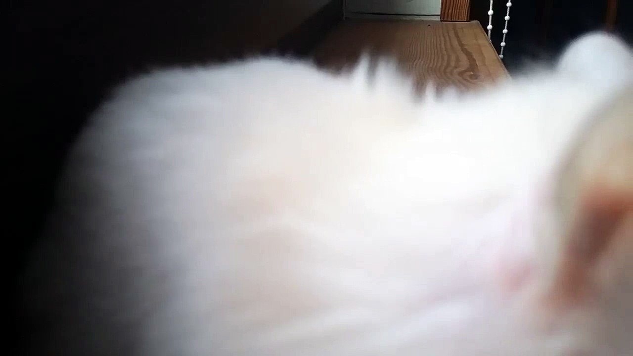 Funny hamster jumps