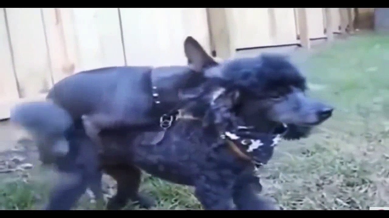 Dogs Mating Dogs Mating