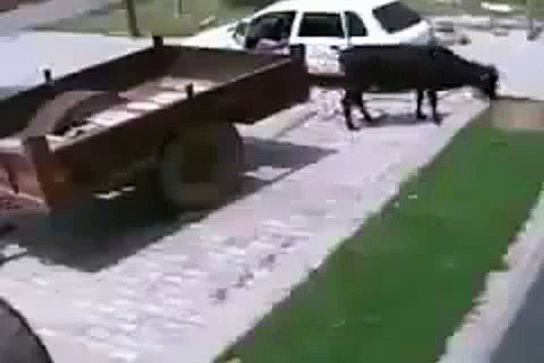 how steal a cow Kidnap cow video