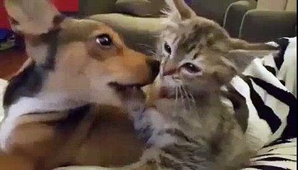 Adorable Animal Kiss Videos 🐾