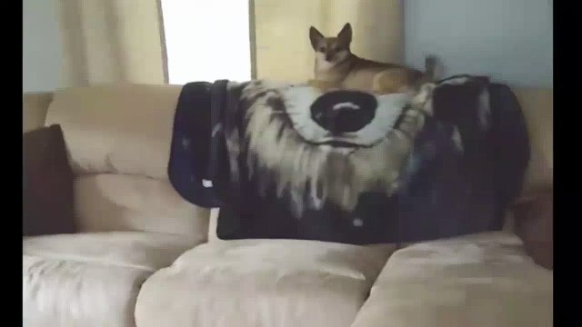 Funny Videos Dog Knocks Other Dog Off Back Of Couch