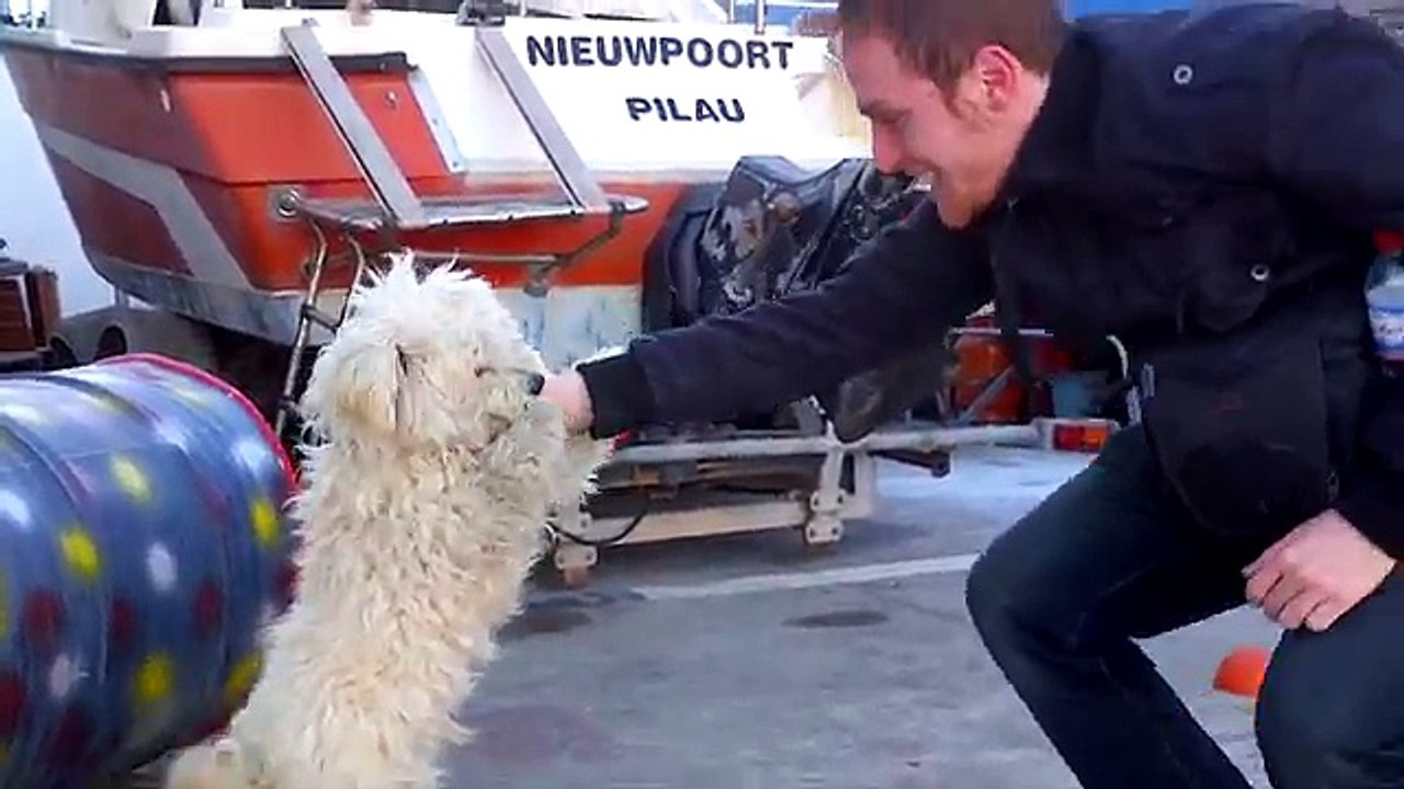Bichon Frise