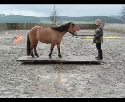 Clickertraining mit Hylling 23