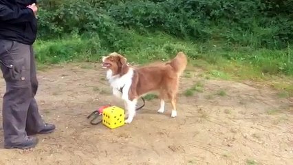 Clickertraining Tamara en Mayke