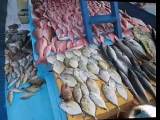 Mancing Ikan Lemadang Mahi Mahi