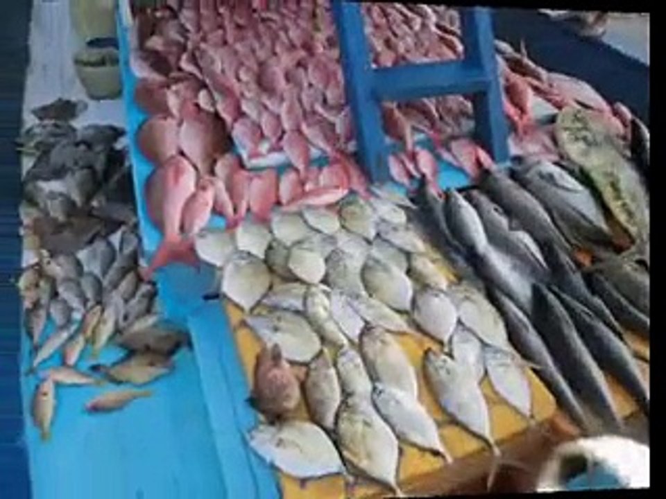 Mancing Ikan Lemadang Mahi Mahi