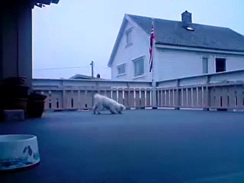 Bichon frise playing with a grape