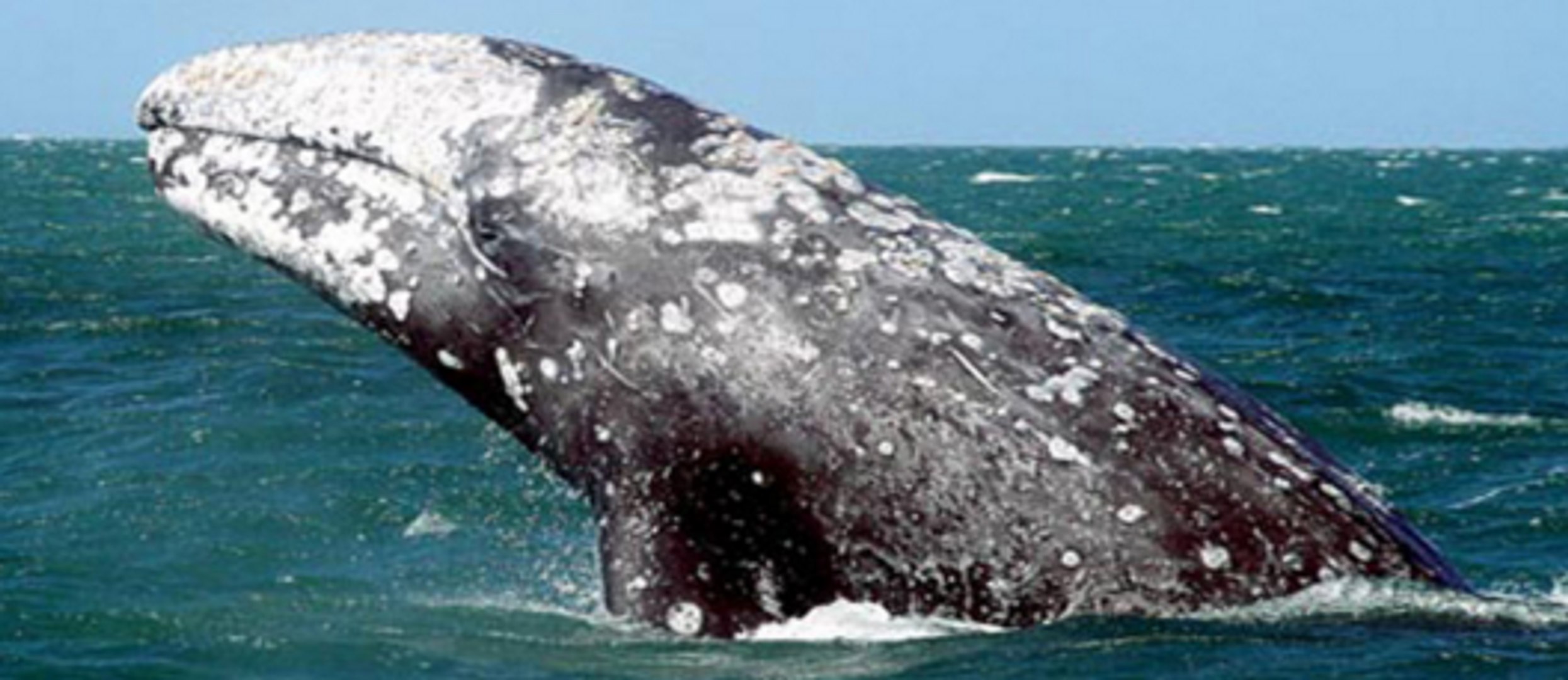 ⁣Top 10 largest whale in the  world, largest whale, whales, Blue Whale, Bowhead Whale, Fin Whale, Gra