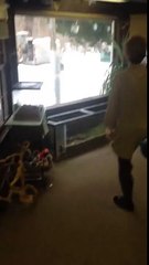 A wild deer copies a woman...