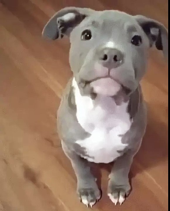 A Pit Bull puppy saying hi!