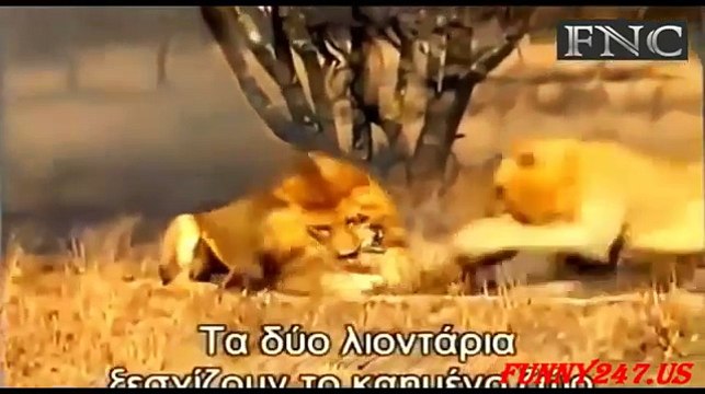 ‫الافتراس المرعب عالم الحيوانات المفترسة ll الجزء 7 ✔‬‎