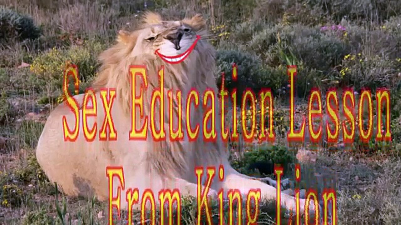 Lion Mating   Gay Lions HD