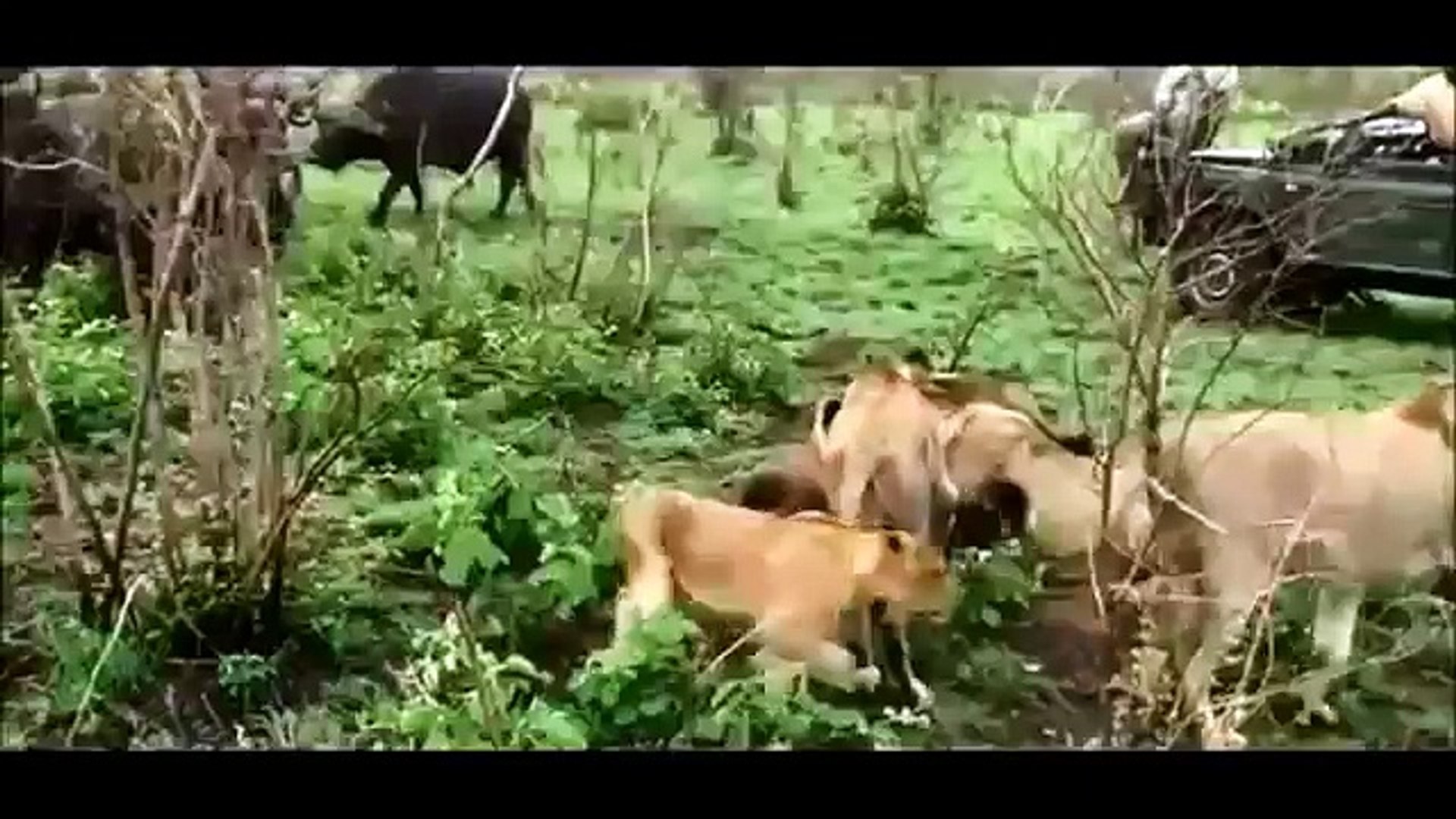 Combat Deadly Better Fight Animal 大自然感動巨編 野生動物たちの死闘 ザ ベスト アニマル ファイト 弱肉強食 Dailymotion Video