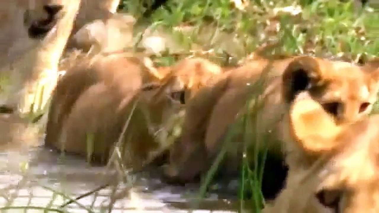 Lions Documentary  Lion Pride Eats without Killing   Shocking Scenes!
