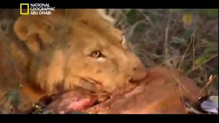 National Geographic   monster cheetah