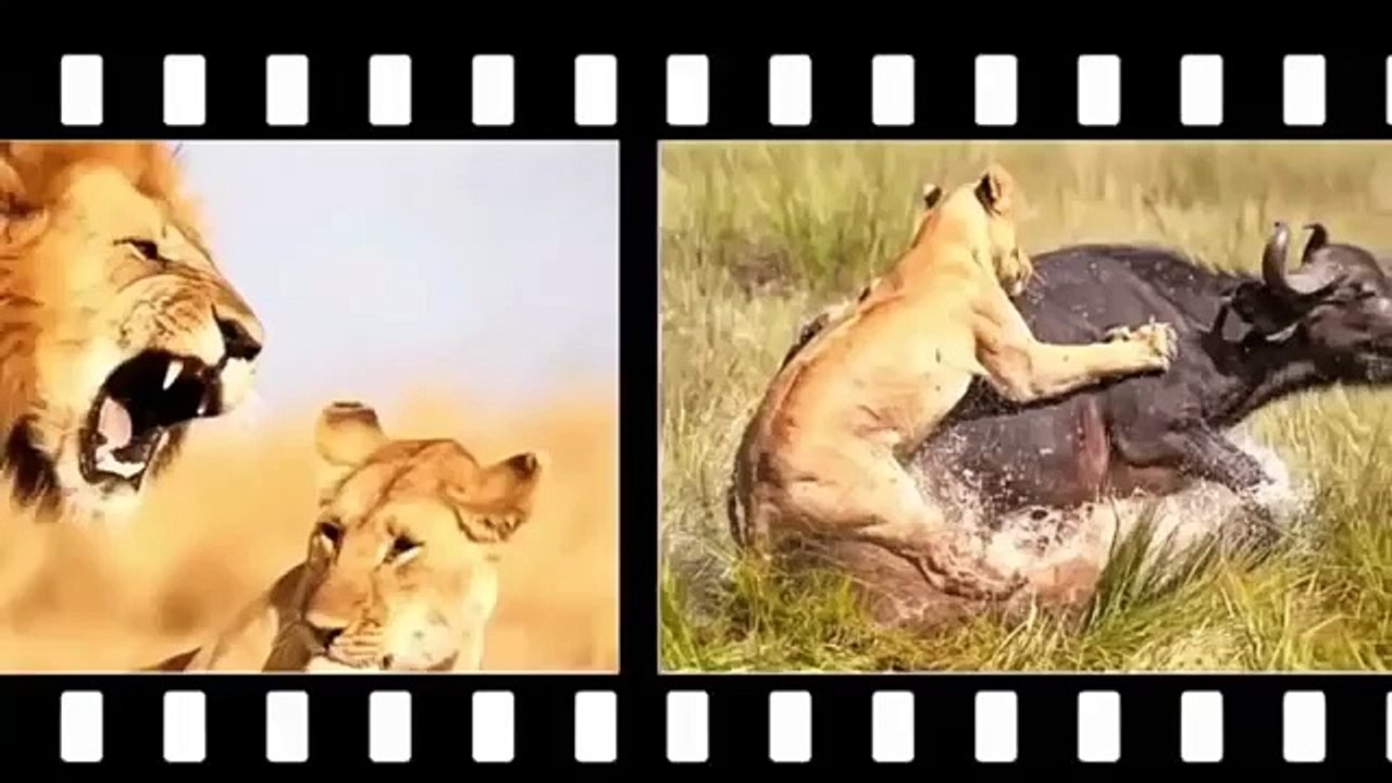 ‫اشرس و اقوى المعارك الحيوانية في العالم الجزء 2    جودة عالية‬‎