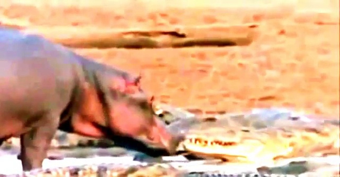 ‫نسخة من Hipo vs Crocodile vs Deer Real Fight !‬‎