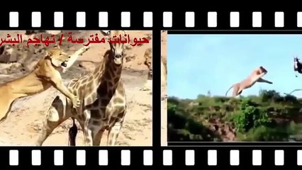 ‫الافتراس المرعب   عالم  الأسود  المفترسة #HD‬‎