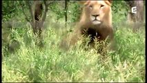 Documentaire: animalier Le Lion Blanc HD National Geographic ドキュメンタリー：動物ホワイトライオン