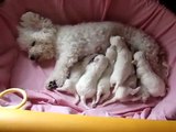 Bichon Frise Puppies born on 1 July 2014