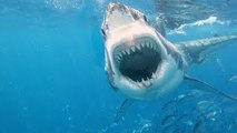 Shark Attack Video: Great White Shark Documentary (Animal Documentary Full Length)