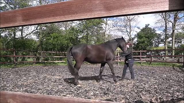 Deejay's Story - Clickertraining a Horse with Food anxiety
