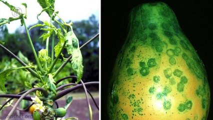 Top 5 GMOs That Might Surprise You