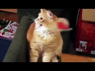 Quand on met le bonnet du Père Noël sur la tête d'un chat émoticône grin