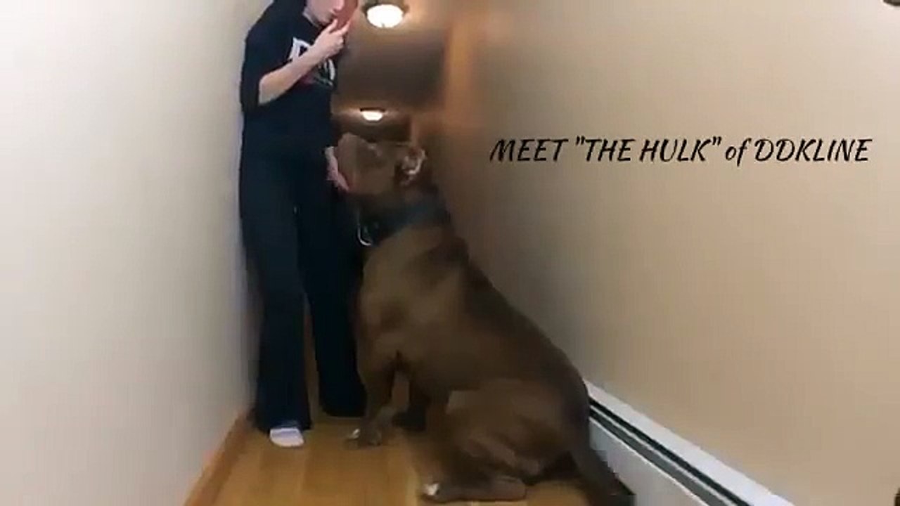 Это Халк самый крупный питбуль в мире!